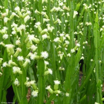 Baccharis genistelloides - Bacchante parfumée