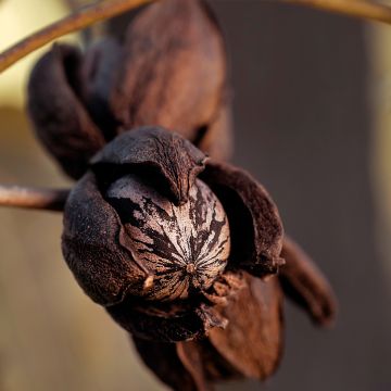 Carya illinoinensis Shoshoni - Noix de Pécan - Pacanier