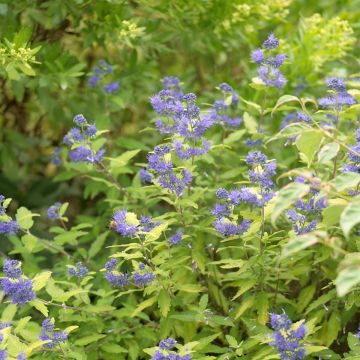 Caryopteris clandonensis Good as Gold - Spirée bleue