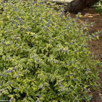 Caryopteris Summer Sorbet® - Spirée Bleue, Barbe-bleue