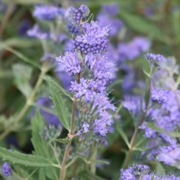 Caryopteris Grand Bleu - Spirée bleue 