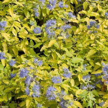 Caryopteris incana Sunshine Blue® - Barbe-bleue, Spirée bleue