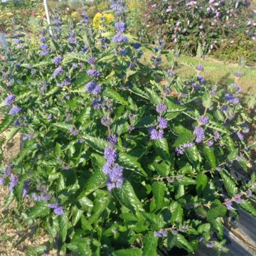 Caryopteris x clandonensis Blue Fountain