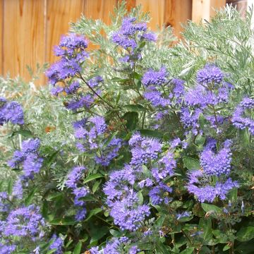 Caryopteris clandonensis Heavenly Blue - Spirée bleue