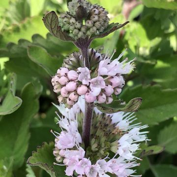 Caryopteris clandonnensis Pavilion Pink - Spirée bleue