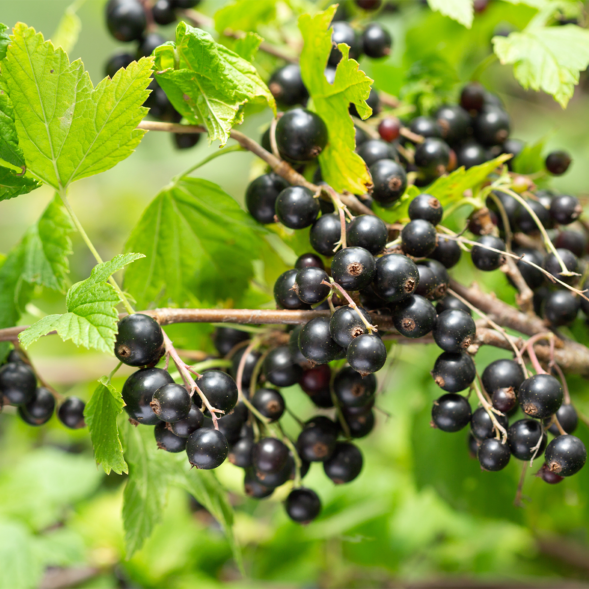 Cassissier Noir De Bourgogne - Plante En Pot 3-4 Litres - Baies Fermes Et Productives