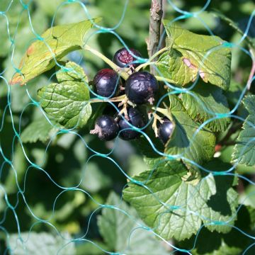 Comment faire sécher les feuilles de cassis ? - Promesse de Fleurs