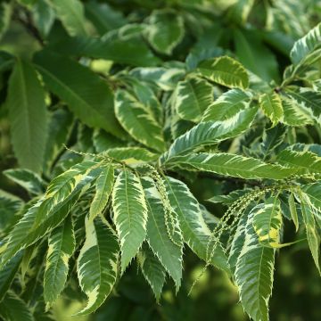 Aesculus pavia Koehnei - Pavier rouge