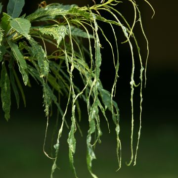 Aesculus pavia Koehnei - Pavier rouge