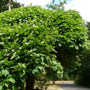 Catalpa bignonioides Nana - Catalpa boule.