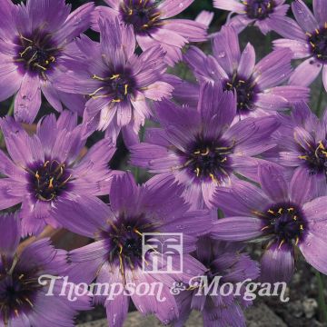Graines de Catananche caerulea Amor Blue - Cupidone