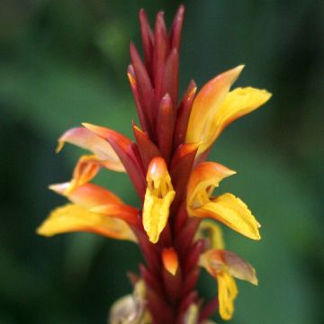 Cautleya spicata Robusta - Gingembre de l'Himalaya
