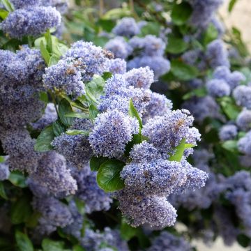 Céanothe arboreus Trewithen Blue