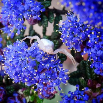 Ceanothus Dark Star - Lilas de Santa Barbara