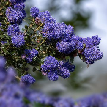 Céanothe Dark Star, Lilas de Californie