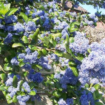 Céanothe arboreus Trewithen Blue