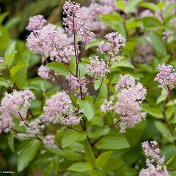 Céanothe pallidus Marie Rose - Lilas de Californie