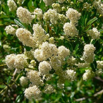 Céanothe thyrsiflorus Millerton Point - Lilas de Californie