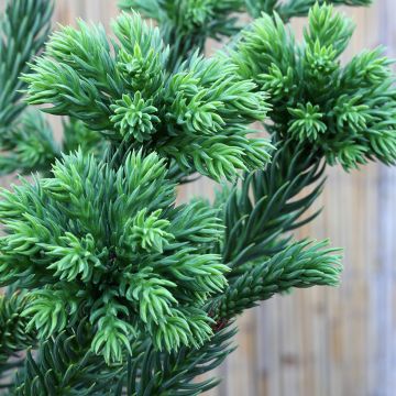 Cèdre du Japon Dinger - Cryptomeria japonica