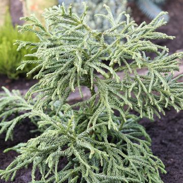 Cryptomeria japonica Spiralis - Cèdre du Japon