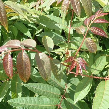 Toona sinensis - Acajou de Chine