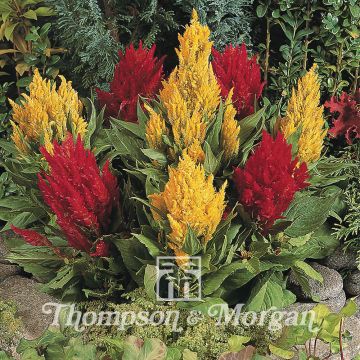 Graines de Célosie à panache Fresh look Red & Yellow - Celosia argentea var. plumosa