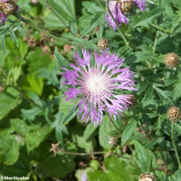 Centaurea bella - Centaurée élégante 