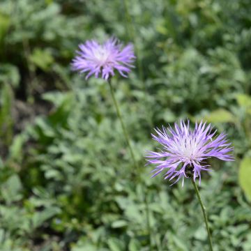 Centaurée, Centaurea bella