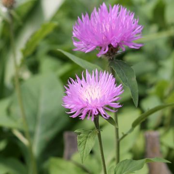 Centaurea dealbata - Centaurée de Perse