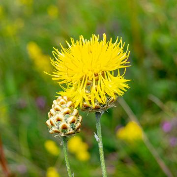 Centaurée, Centaurea orientalis