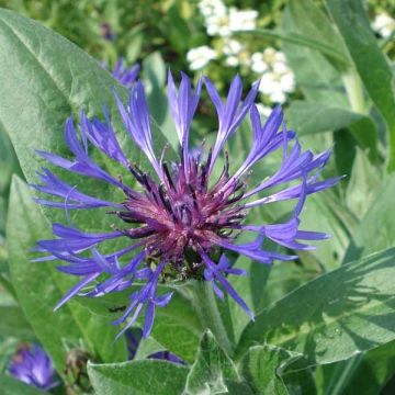 Bleuet des Montagnes - Centauree bleue Montana Coerulea