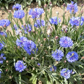 Graines de Centaurée bleuet naine Jubilee Gem - Centaurea cyanus