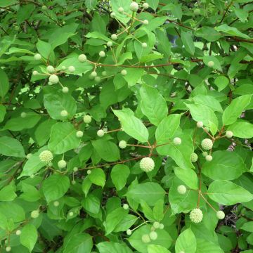 Cephalanthus occidentalis - Bois-bouton