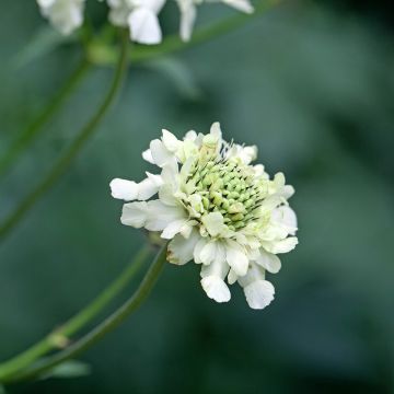 Cephalaria alpina - Scabieuse alpine jaune