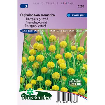 Graines de Cephalophora aromatica Pineapples