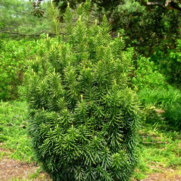 Cephalotaxus harringtonia Fastigiata - Pin japonais à queue de vache.           