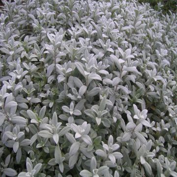 Cerastium biebersteinii - Oreille de souris 