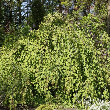Cercidiphyllum japonicum Pendulum - Arbre à caramel pleureur