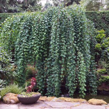 Cercidiphyllum japonicum Pendulum - Arbre à caramel