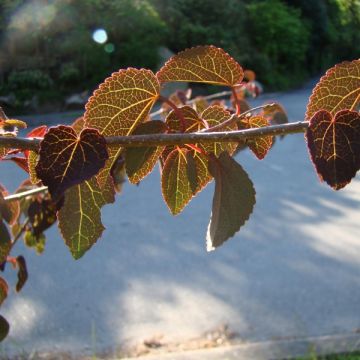 Arbre au caramel - Cercidiphyllum japonicum Rotfuchs