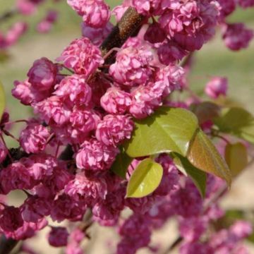 Arbre de judée (Cercis) : plantation, croissance et entretien - Jardiland