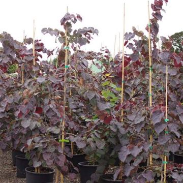 Cercis canadensis Ruby Falls - Arbre de Judée pourpre pleureur.