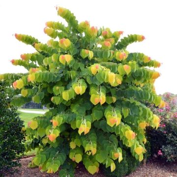 Cercis canadensis The Rising Sun - Gainier du Canada