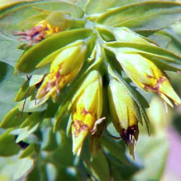 Cerinthe glabra - Cérinthe glabre