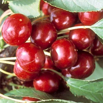 Cerisier Bigarreau Sweetheart® - Prunus avium