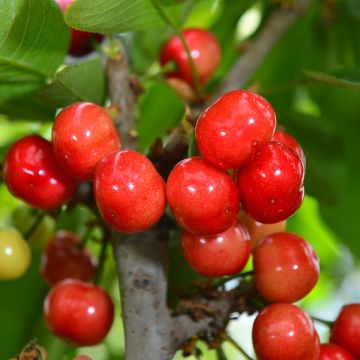 Cerisier - Prunus cerasus Hong Kong