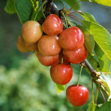 Cerisier Rainier - Prunus cerasus