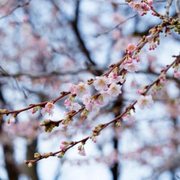 Cerisier à fleurs d'automne - Prunus x subhirtella  Autumnalis Rosea