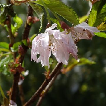 Cerisier à fleurs du Japon nain - Prunus incisa Oshidori