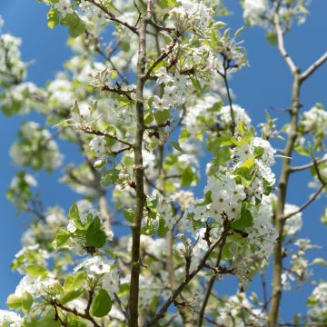 Cerisier à grappes - Prunus serrulata Sunset Boulevard